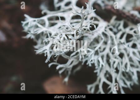Evernia prunastri, also known as oakmoss, is a species of lichen Stock Photo