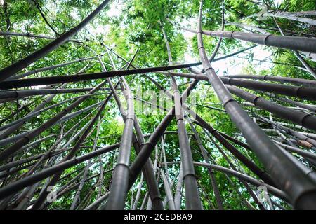 From below shot of tall bamboo forest with green foliage growing up in Qingxiu Mountain park, Nanning, China Stock Photo