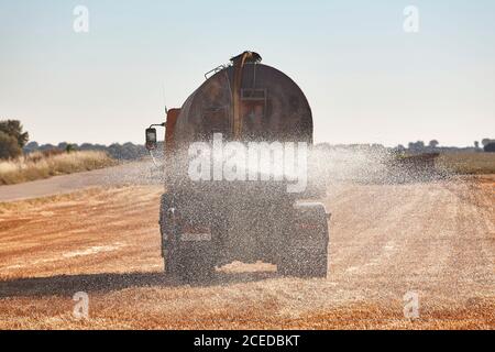 Truck irrigating a wheat field with fresh water. Efficiency agriculture Stock Photo