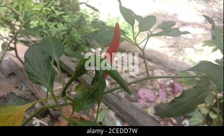fresh red and green chili And pepper on the tree Stock Photo