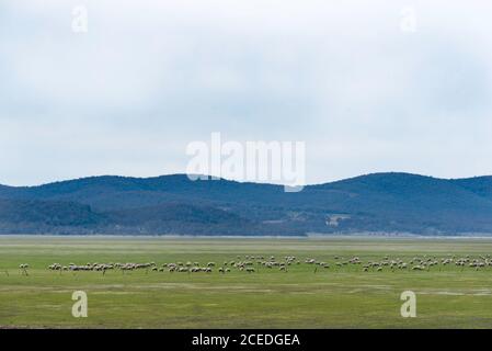 Lake George Australia Aug 2020: Green and covered in grass after consistent rains over the year, a large flock of sheep graze on the lake bed. Stock Photo