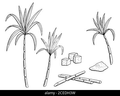 Sugarcane Tillandsia Bulbosa Clip Art - Sugar Cane Png - Free Transparent  PNG Clipart Images Download
