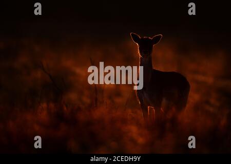Mysterious fallow deer standing on meadow in sunset. Stock Photo