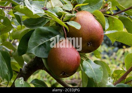 Close up of two, dark red, ripe, Pear 'Black Worcester' fruits (Pyrus communis 'Black Worcester') hanging close together on tree branch. Stock Photo