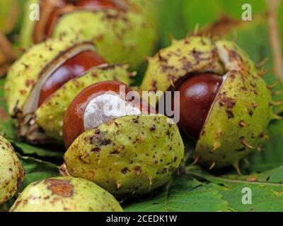 White Horse Chestnut, Aesculus hippocastanum Stock Photo