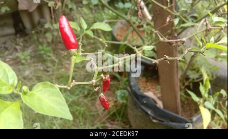 fresh red and green chili And pepper on the tree Stock Photo