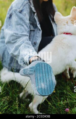 Deshedding glove with white fur. Woman combing out puppy hair with special glove in summer park. Person grooming and brushing cute white fluffy puppy. Stock Photo