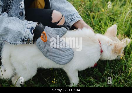 Woman combing out puppy fur with special glove in summer park. Person grooming and brushing cute white fluffy puppy with deshedding glove. Pet Groomin Stock Photo