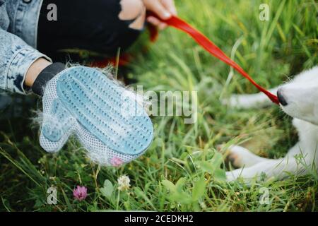 Deshedding glove with white fur. Woman combing out puppy hair with special glove in summer park. Person grooming and brushing cute white fluffy puppy. Stock Photo