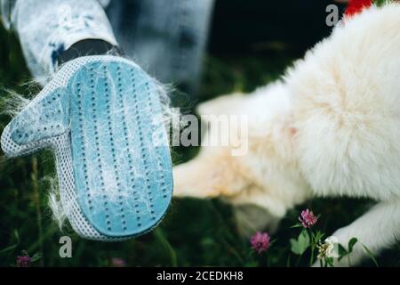 Deshedding glove with white fur. Woman combing out puppy hair with special glove in summer park. Person grooming and brushing cute white fluffy puppy. Stock Photo