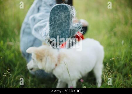 Deshedding glove with white fur. Woman combing out puppy hair with special glove in summer park. Person grooming and brushing cute white fluffy puppy. Stock Photo