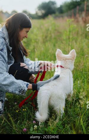 Woman combing out puppy fur with special glove in summer park. Person grooming and brushing cute white fluffy puppy with deshedding glove. Pet Groomin Stock Photo