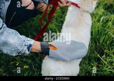 Woman combing out puppy fur with special glove in summer park. Person grooming and brushing cute white fluffy puppy with deshedding glove. Pet Groomin Stock Photo