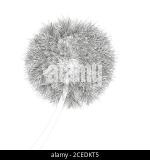 Dandelion contour isolated on white background. Vector illustration Stock Vector
