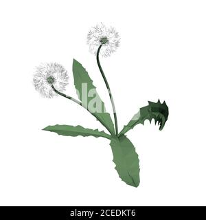 Low poly dandelion isolated on white background. 3D. Vector illustration Stock Vector