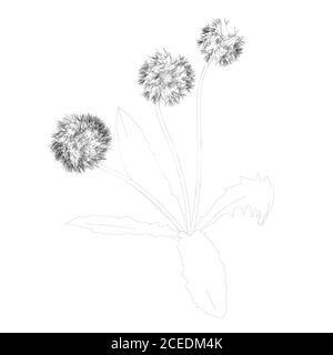 Dandelion contour isolated on white background. Vector illustration Stock Vector