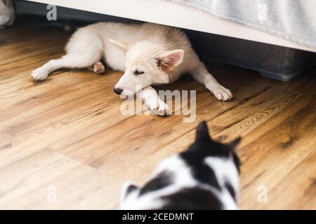 Adorable white fluffy puppy and cat sleeping together on floor in bedroom. Adoption concept. Cute puppy lying on floor under bed with friend cat in ro Stock Photo