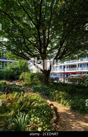 A spreading 'Fastigiata' Hornbeam on the pioneering mid-twentieth century Churchill Gardens Estate, Pimlico, London SW1 Stock Photo