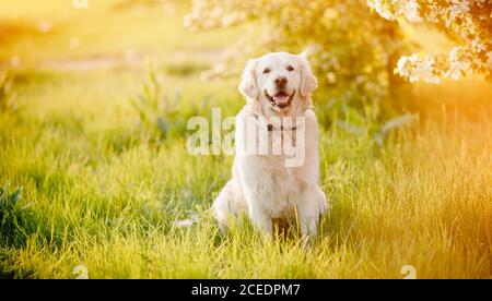 Happy purebred labrador retriever dog smile outdoors in grass park on sunny summer day Stock Photo