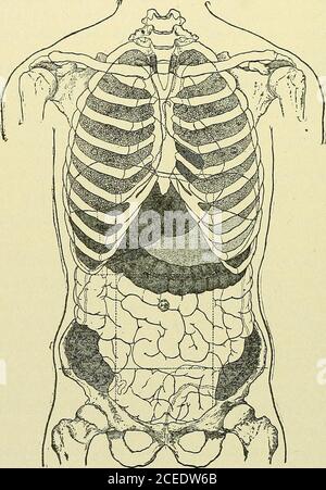 . Text-book of anatomy and physiology for nurses. und wouldhave to be directed upward to reach them. All muscles which are attached to the ribs are muscles of res-piration, the intercostals having considerable power, but the dia-phragm being most important. When it contracts it is depressed,increasing the depth of the thoracic cavity, while the other musclesbroaden the cavity by lifting the ribs, and thus room is made forexpansion of the lungs in inspiration. As the ribs fall and thediaphragm ceases to contract, it rises, returning to its dome shape, 296 ANATOMY AND PHYSIOLOGY FOR NURSES. and Stock Photo