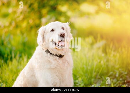 Portrait of dog Labrador Retriever sitting in grass on summer day sun light Stock Photo