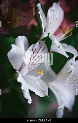 Jar of flower on table Stock Photo