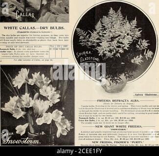 . Henderson's bulb-bargains : for those who place their orders this spring for shipment during summer and fall. lmost every purchaser wants thelargest Calla Bulbs only, we have therefore discontinued offering the smaller cheaper sizes. $1 .25 $8.50 $80.00 For other varieties of Callas, see page 14. j^PIREA OR ASTILBE.... LARGE IMPORTED CLUMPS SUITABLE FOR FORCING. (For Shipment in November.) AstilboidesFloribunda. Dwarfer, earlier andmore profuse than Japonica Japonica. The old favorite for winter forcing Gladstone. A new, large flowering Spiraea—an improvement overall other white-flowering Sp Stock Photo