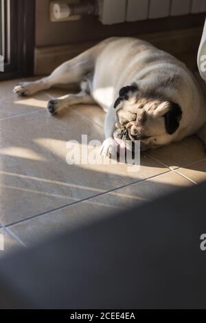 Adorable beige-colored pug dog sleeping on tiled floor at home in rays of sunlight, Spain Stock Photo