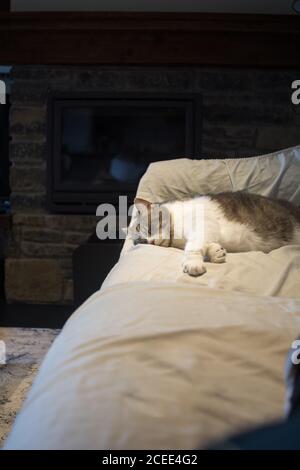 Adorable cat with gray and white fur sleeping on soft bed at home, Spain Stock Photo