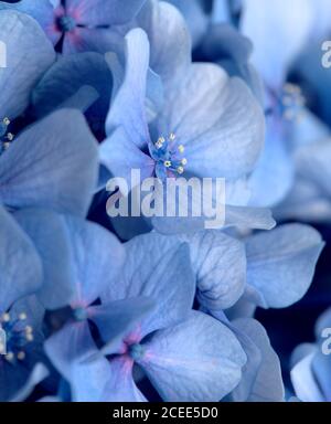 Natural floral background of blue flowers of Hydrangea macrophylla, bigleaf hydrangea Stock Photo