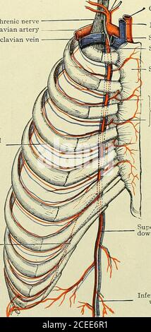 Anatomy Of The Heart In Internal Anterior View With Venous And Arterial 