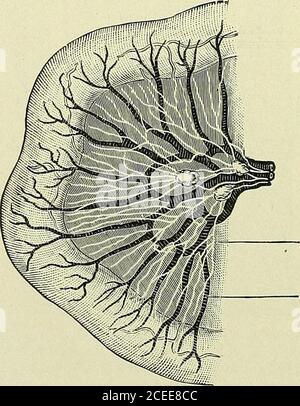 . Text-book of anatomy and physiology for nurses. aste and is eliminated fromthe blood by the kidneys. Having yielded materials for these functions, the remaining foodsubstances are carried away from the liver by hepatic veins and finally ISO ANATOMY AND PHYSIOLOGY FOR NURSES. into the general circulation, to be distributed to the tissues of thebody. There remain the fats: These, being transferred by the epithelialcells to the lymph-spaces, take the other route, in the form of anemulsion known as chyle. They pass into the lymph capillaries ofthe intestine (so-called lacteals), which open into Stock Photo