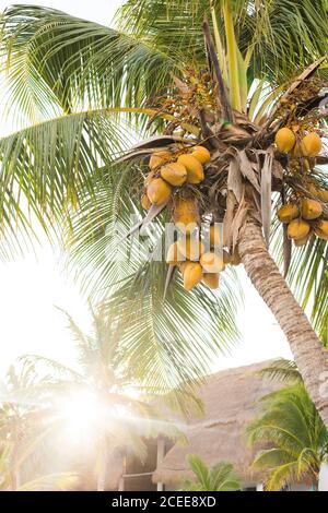 From below palm with yellow coconuts hanging growing in tropics in back lit Stock Photo