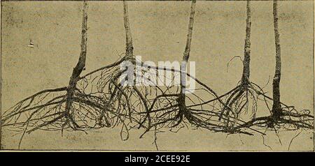 . The American fruit culturist. Fig. 6i. Fig. 55, the points, a, a, a, the places where it is cut intografts, and the dotted lines show how the cuts are made.Fig. 56 shows a portion of the shoot the natural size; i,the first cut nearly directly across; 2, the second or sloping PROP A GA TION. 39 cut, and 3, the slit for the tongue; and the whole finishedand separate in Fig. 57. Three strokes of the knife are thusrequired to cut and prepare each graft, and a rapid and skil-ful operator has done one hundred and twelve in the mannerdescribed, in five minutes. Each shoot is thus cut up whileyet he Stock Photo