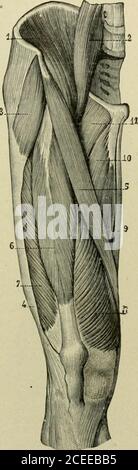 . Text-book of anatomy and physiology for nurses. he four.—By onetendon passing in front of the knee-jointto the tubercle of the tibia. (It enclosesthe patella and has been improperlycalled the ligamentum patellae.) Action.—They extend the leg as inwalking, or with great force in kicking;these muscles also keep the patella inplace during various positions of the knee. Nerve.—Femoral. The sartorius.—The longest musclein the body; it passes across the front ofthe quadriceps. Origin.—The anteriorsuperior spine of the ilium. Insertion.—The inner surface of the tibia, just belowthe head. Action.—Si Stock Photo