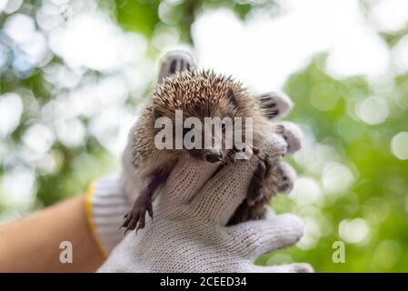 holds a small hedgehog in gloves. On a green bokeh background. Wildlife, spiny thorns of a hedgehog in the hands of a guy, holding him in gloves Stock Photo