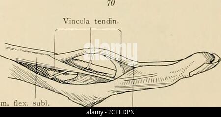 . Die Anatomie des Menschen : Mit Hinweisen auf die ärztliche Praxis : Abt. 1-6. Text und Atlas. adductor poll. Xopponens di^. V .Mm. inteross. volar. Musculi interossei volares. Musculus opponens pollicis und digiti quinti. Tiefe Poition des Musculus flexor pollicis.. Tendo rr   Tendo m. flexor prof.Beugesehnen eines Fingers, aus ihrer Scheide herauigehoten. Vineula tendinuni. Musculi extremitatis superioris. — liO ; / 71 l ^i^^W =s-i Lig. carpi commune Stock Photo