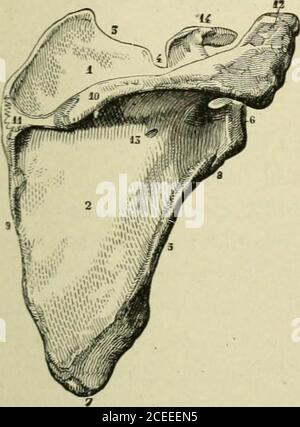 large flat triangular bone that overlies the posterior thoracic wall