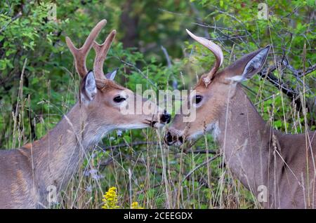 White-tailed deer bucks playing in the early morning light in summer in Canada Stock Photo