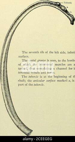 Sternum, costal cartilages and ribs: five figures. Line engraving by A ...