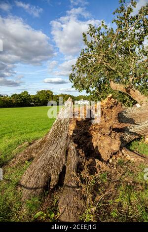 Fallen Devon oak tree,Falling, Oak Tree, Woodland, Beauty, Branch - Plant Part, Broken, Brown, Damaged, Day, Dead, Destruction, Dry, Stock Photo