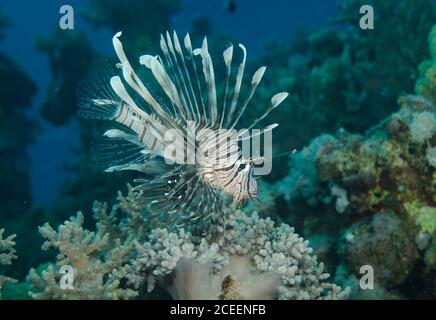 Common lionfish, Pterois volitans, swimming over sandy seabed by coral reef, in the tropical waters of the Red Sea Stock Photo