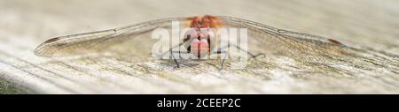 Close up macro view of Red Darter Dragonfly Head Eyes and Wings extreme close up banner image Stock Photo