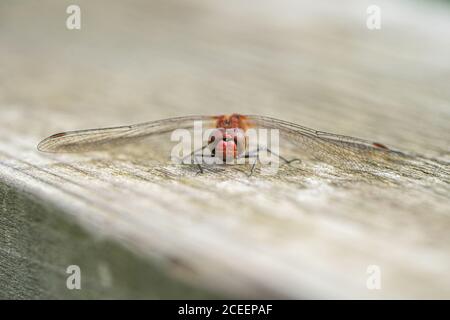 Close up macro view of Red Darter Dragonfly Head Eyes and Wings extreme close up banner image Stock Photo