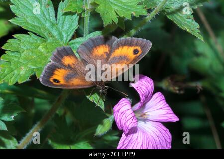 Gatekeeper butterfly (Pyronia tithonus) feeding on flowers, Sussex, UK Stock Photo
