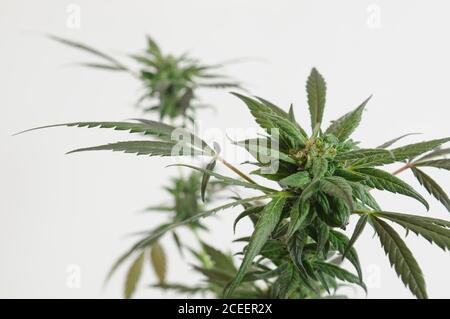 Close up of a large mature Marijuana plant on a white background in a studio. Stock Photo