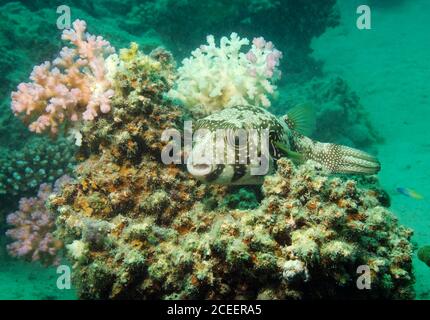 Black-spotted Pufferfish, Arothron nigropunctatus, resting on coral reef, Hamata, Red Sea, Egypt Stock Photo