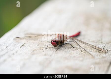 Close up macro view of Red Darter Dragonfly Head Eyes and Wings extreme close up banner image Stock Photo