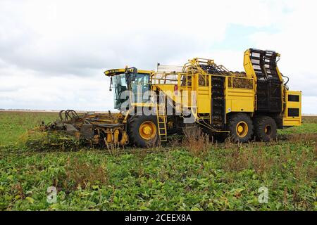 beet harvester. Agricultural vehicle harvesting sugar beets. After the sugar beet is lifted from the ground it is loaded into trailers to be transport Stock Photo