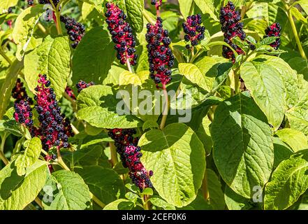 Pokeweed (Phytolacca Americana) - also known as American pokeweed, pokeweed, poke sallet, dragon berries herbaceous perennial plant. Stock Photo